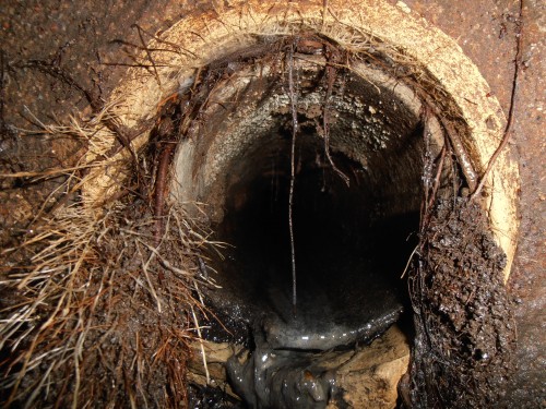 Root in Pipe 2 Frequent Clogs or Slow Drains